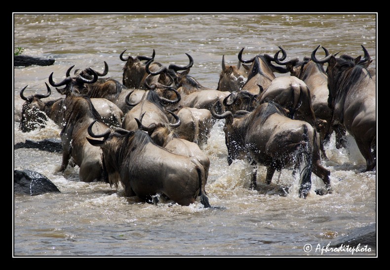 43 Safari Kenya